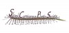 logo-SCPS-ciastocna-grafika-.jpg