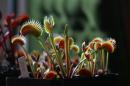 Dionaea musc. clone Z02