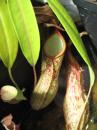 Nepenthes alata, spotted, Luzon, Guerilla Pass