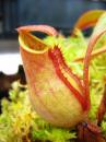 Nepenthes anamensis